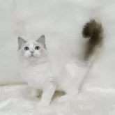 ラグドール【茨城県・女の子・2025年6月3日・シールリンクスポイントバイカラー】の写真2