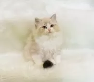 ラグドール【茨城県・男の子・2024年12月12日・シールリンクスポイントバイカラー】の写真2