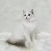 ラグドール【茨城県・男の子・2025年7月1日・ブルーリンクスポイントバイカラー】の写真3