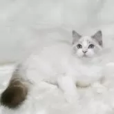 ラグドール【茨城県・女の子・2025年6月3日・シールリンクスポイントバイカラー】の写真3