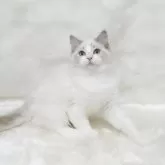 ラグドール【茨城県・女の子・2025年6月3日・シールリンクスポイントバイカラー】の写真4