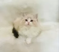 ラグドール【茨城県・男の子・2024年12月12日・シールリンクスポイントバイカラー】の写真6