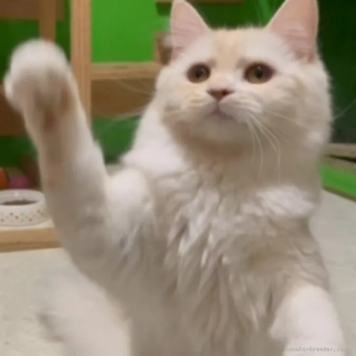 ID:2304-01852の子猫