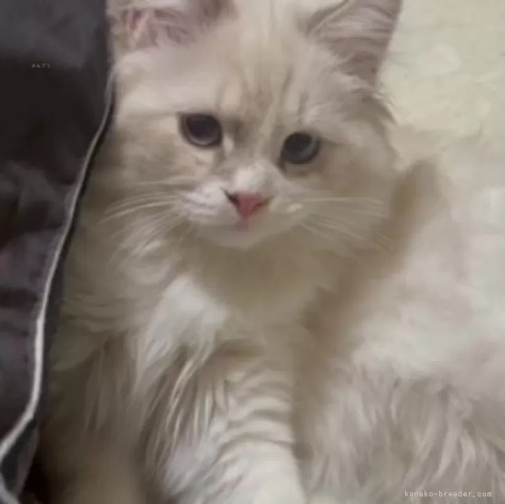 ID:2310-02483の子猫