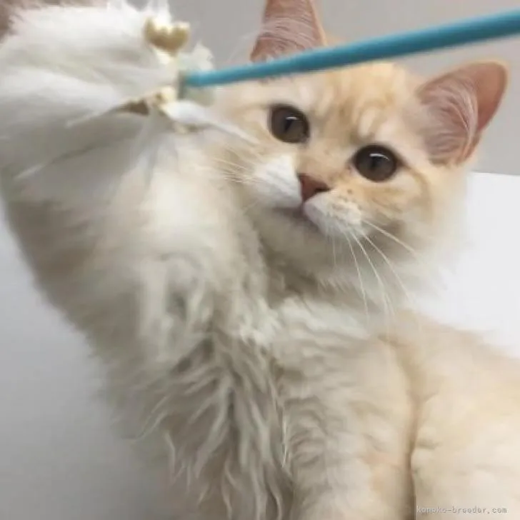 ID：2211-01885の子猫