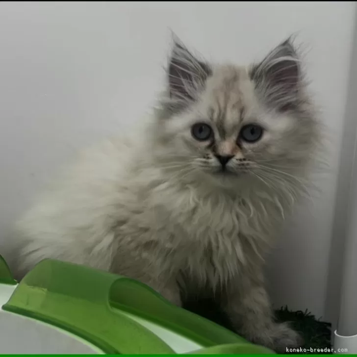ID:2312-01778の子猫