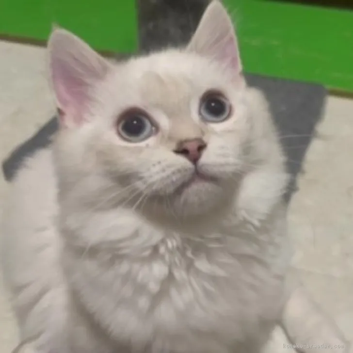 ID:2308-03322の子猫
