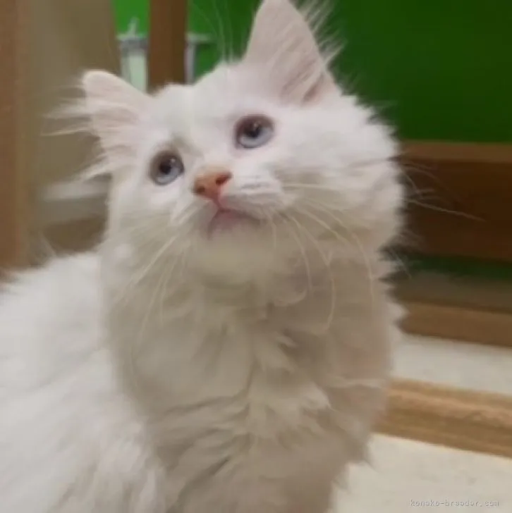 ID:2308-01578の子猫