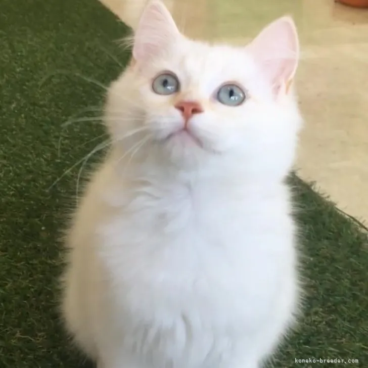 ID:2301-01450の子猫