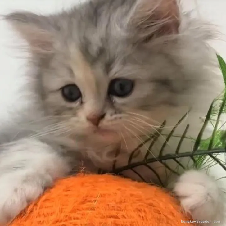 ID:2206-02188の子猫