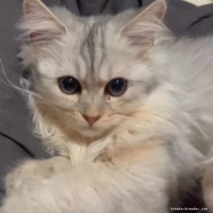 ID：2309-01697の子猫