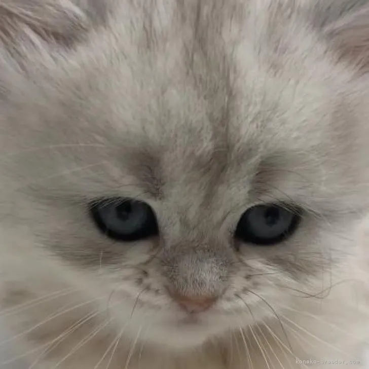 まある 様のお迎えした子猫