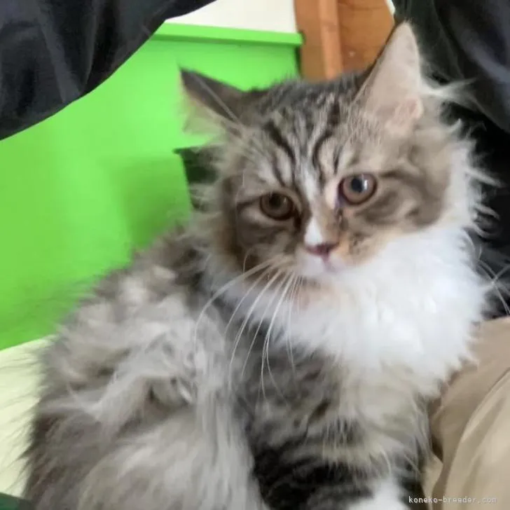 ID:2207-03137の子猫