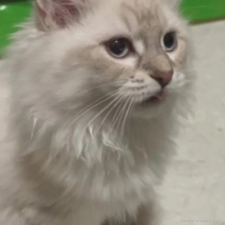 ID:2310-02480の子猫