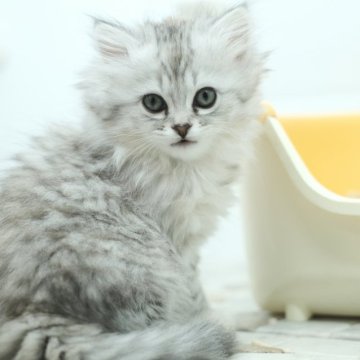 サイベリアン【福島県・女の子・2023年11月13日・シルバータビー】の写真「01/07動画更新」