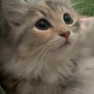 サイベリアン【福島県・女の子・2023年7月27日・ブルーパッチド】の写真「10/14動画更新　元気いっぱいな女の子」