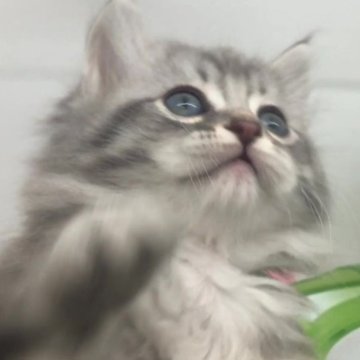 サイベリアン【福島県・男の子・2023年2月14日・シルバータビー】の写真「04/07動画更新　かわいい毛色」