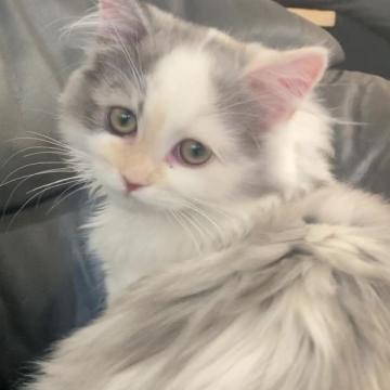 サイベリアン【福島県・女の子・2022年5月4日・ダイリュートキャリコ】の写真「8/18動画更新　色お母さんよりの毛色の女の子」