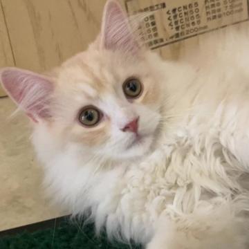 サイベリアン【福島県・男の子・2022年5月4日・クリーム&ホワイト】の写真「08/18動画更新　ほんわかカラー」