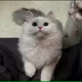 サイベリアン【福島県・男の子・2023年8月10日・ホワイト&ブラック】の写真1「01/12に撮影しました」