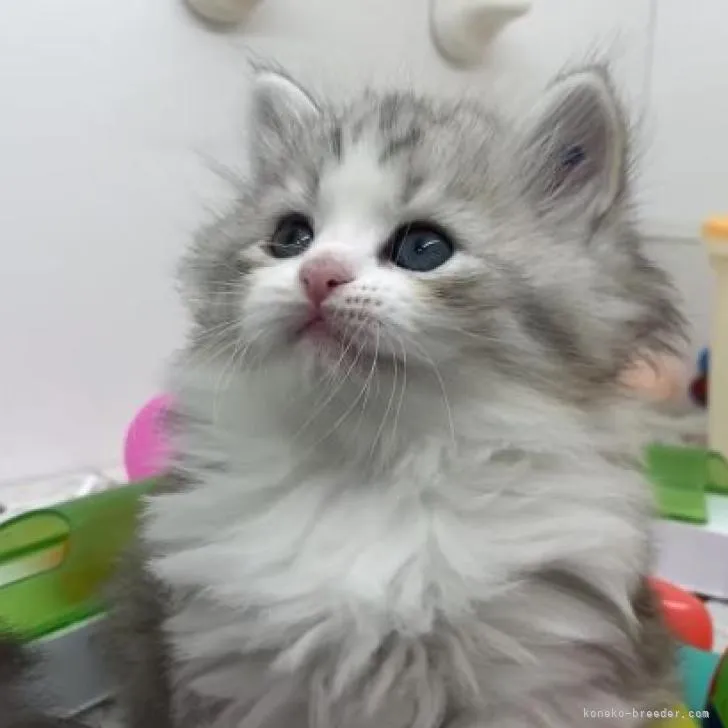 陸海空 様のお迎えした子猫