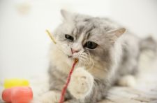 サイベリアン【・男の子・2019年1月5日・シルバータビー】