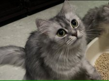 サイベリアン【・女の子・2021年9月13日・シルバータビー】