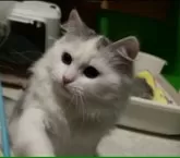 サイベリアン【福島県・男の子・2023年8月10日・ホワイト&ブラック】の写真3「12/28に撮影しました」