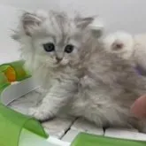 サイベリアン【福島県・男の子・2023年8月10日・シルバータビー】の写真5「09/16に撮影しました」
