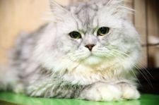 サイベリアン【・男の子・2019年1月5日・シルバータビー】