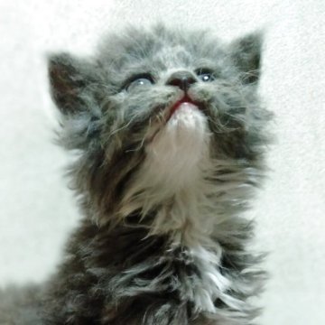 セルカークレックス【神奈川県・女の子・2025年4月19日・ブルー&ホワイト（超巻毛　長毛）】の写真「これぞセルカークレックス☆」