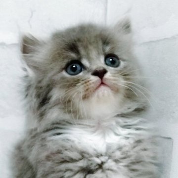 セルカークレックス【神奈川県・男の子・2025年9月18日・ブルー&ホワイト（巻毛　長毛）】の写真「すっごく可愛い✨️」