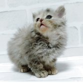 セルカークレックス