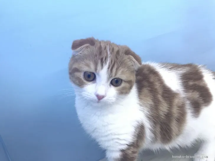 ID:2011-01512の子猫