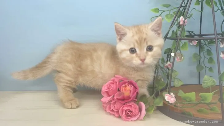 ID:2203-01440の子猫