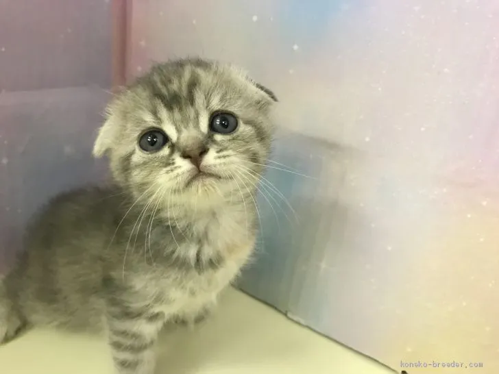ID:2005-01510の子猫