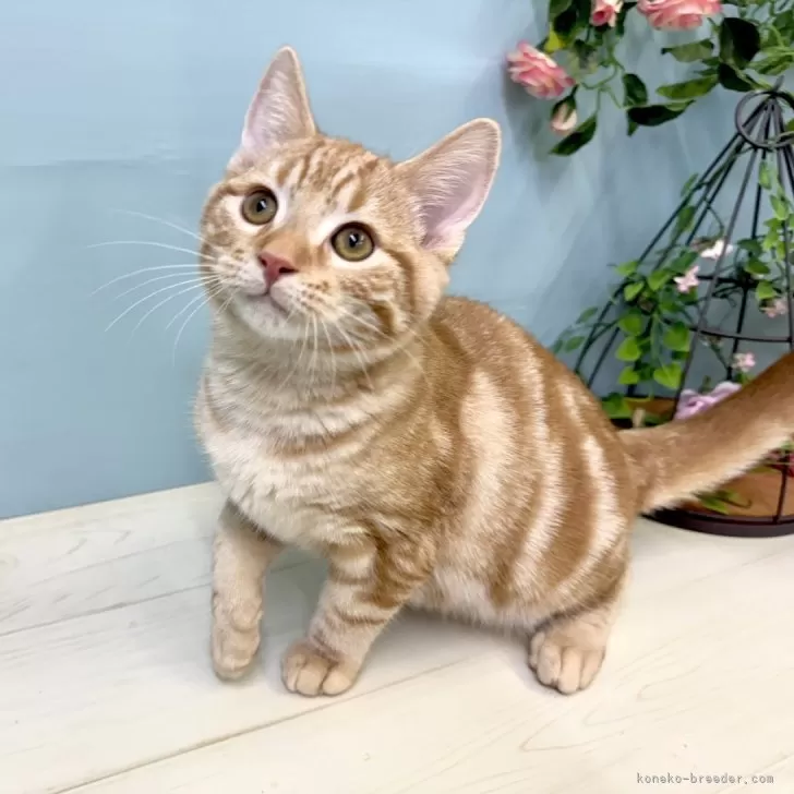 T.N 様のお迎えした子猫