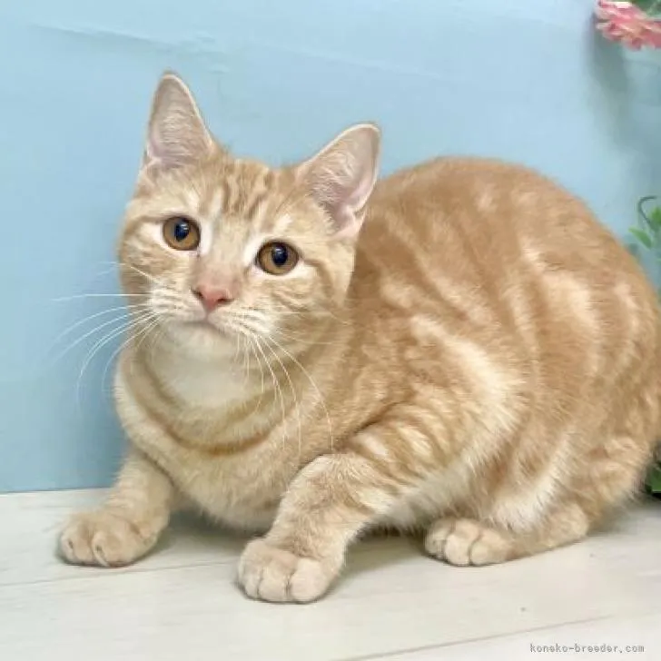 ID:2206-03208の子猫