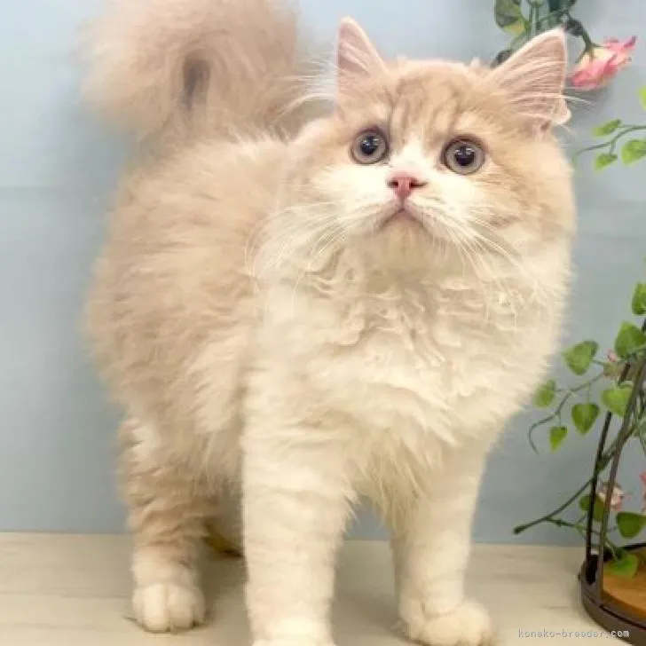 Y.K 様のお迎えした子猫