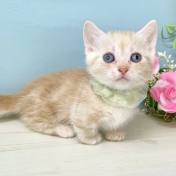 マンチカン【埼玉県・女の子・2023年4月11日・クリームタビー】の写真「まだ赤ちゃんですが募集開始します♡」