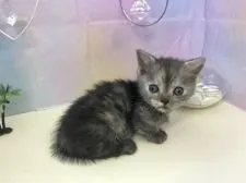 マンチカン(短足)【埼玉県・女の子・2020年5月20日・シルバータビー】の写真3