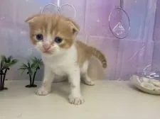 スコティッシュフォールド(折れ耳)【埼玉県・男の子・2020年5月11日・レッドタビー&ホワイト】の写真4