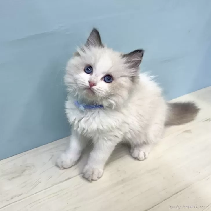 ID：2511-00012の子猫