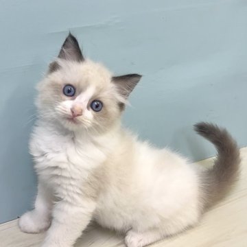 ラグドール【埼玉県・男の子・2025年5月22日・シールポイントバイカラー】の写真「ラグドールの子猫生まれました♡」