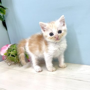 マンチカン(長足)【埼玉県・女の子・2025年4月7日・クリームタビー&ホワイト】の写真「募集開始します♡」