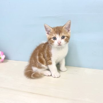 マンチカン【埼玉県・男の子・2025年4月7日・レッドタビー&ホワイト】の写真「募集開始します♡」