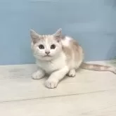 マンチカン(長足)