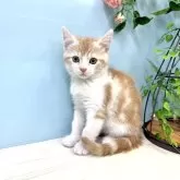 マンチカン(長足)