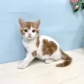 マンチカン(長足)