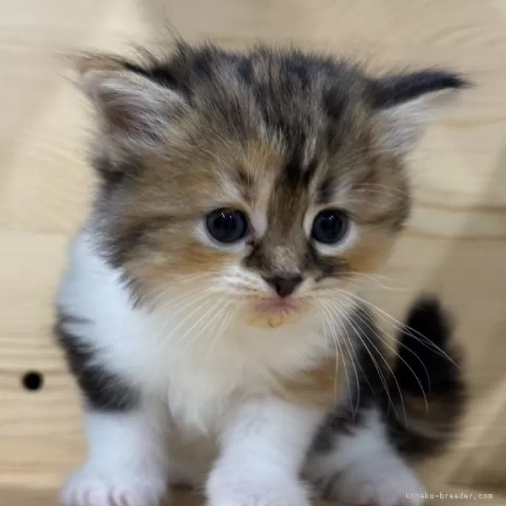 ID:2410-02663の子猫